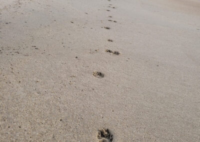Hondenpootjes op het strand van Golfe Juan